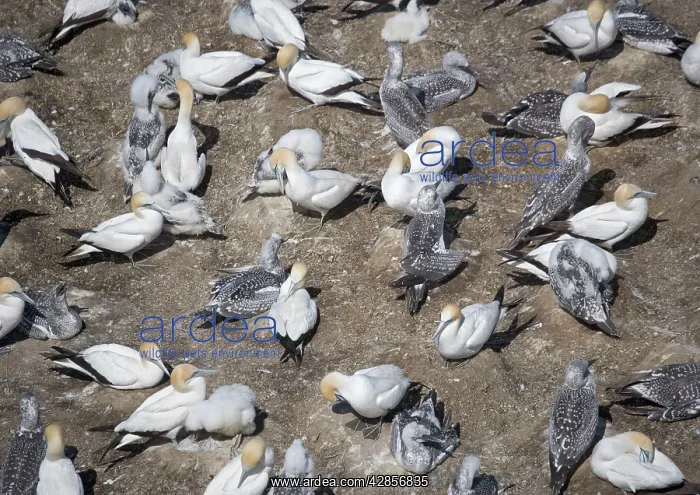 : Australasian Gannet colony at Muriwai Beach : Australasian Gannet colony at Muriwai Beach