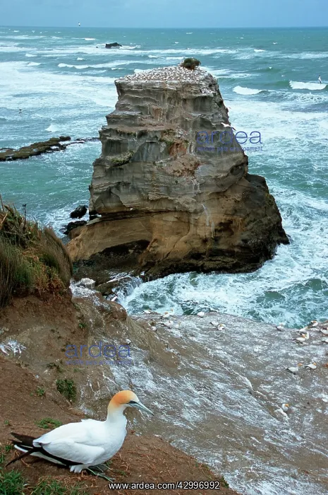 : Australasian Gannet - colony on rocks : Australasian Gannet - colony on rocks