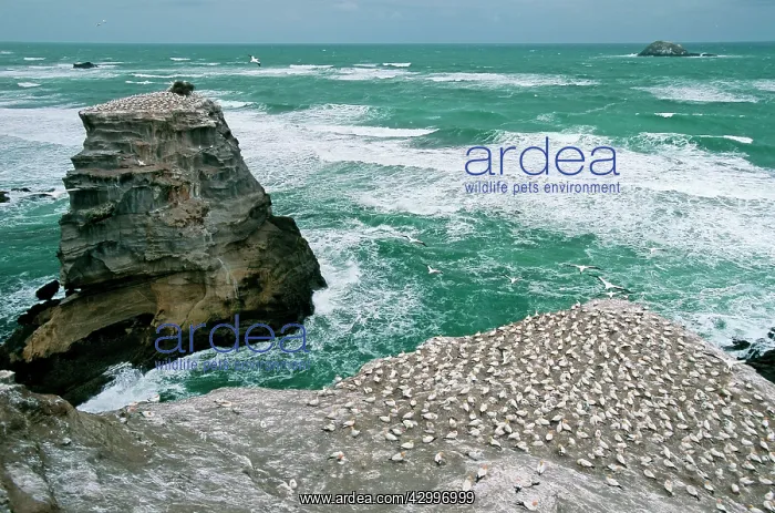 : Australasian Gannet - colony on rocks : Australasian Gannet - colony on rocks