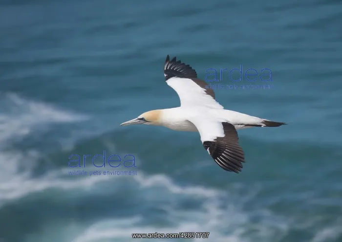 : Australasian Gannet - In flight : Australasian Gannet - In flight