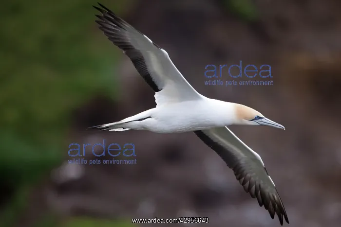 : Australasian Gannet - in flight : Australasian Gannet - in flight
