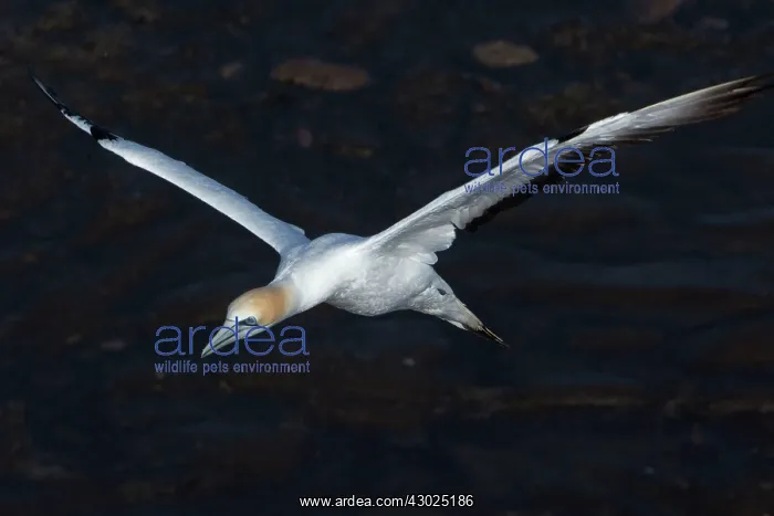  : Australasian Gannet in flight