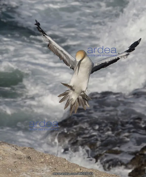  : Australasian Gannet in flight
