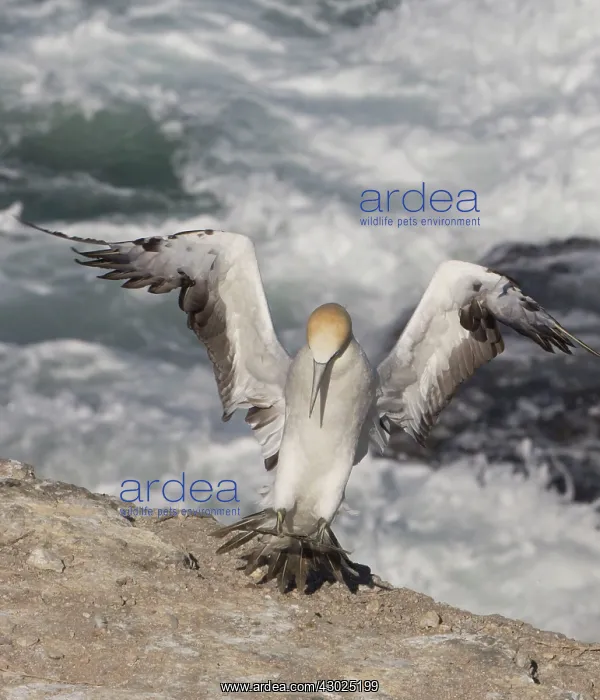  : Australasian Gannet in flight