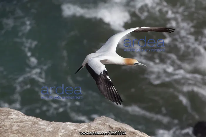 : Australasian Gannet - in flight over the sea : Australasian Gannet - in flight over the sea