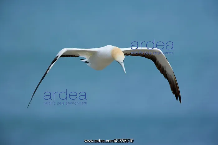 : Australasian Gannet - in flight soaring above the : Australasian Gannet - in flight soaring above the