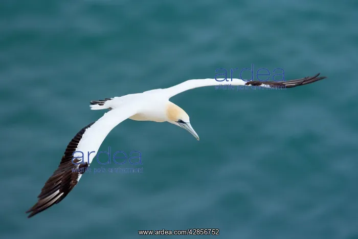 : Australasian Gannet - in flight soaring above the ocean : Australasian Gannet - in flight soaring above the ocean