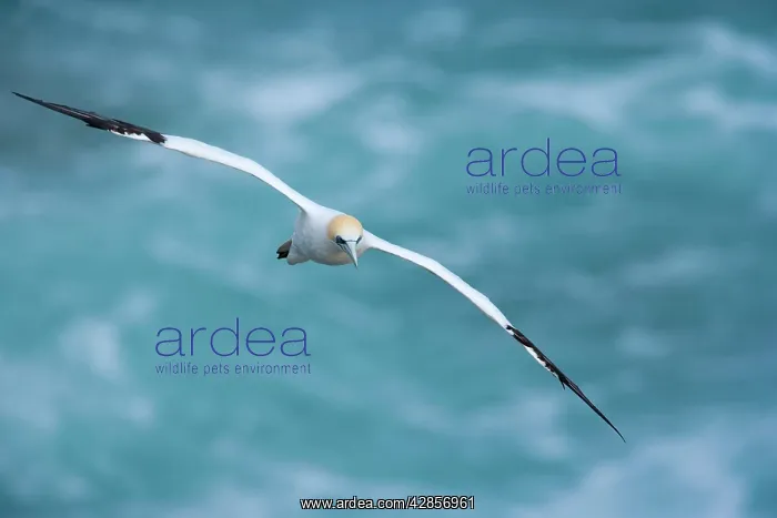 : Australasian Gannet - in flight soaring above the ocean : Australasian Gannet - in flight soaring above the ocean