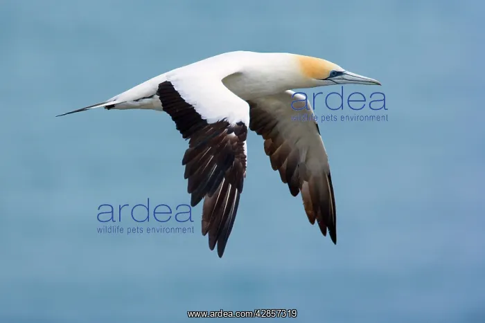 : Australasian Gannet - in flight soaring above the ocean : Australasian Gannet - in flight soaring above the ocean