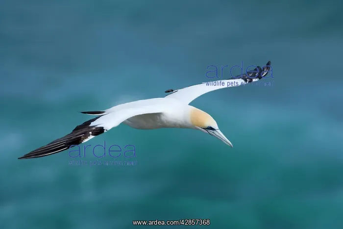 : Australasian Gannet - in flight soaring above the ocean : Australasian Gannet - in flight soaring above the ocean