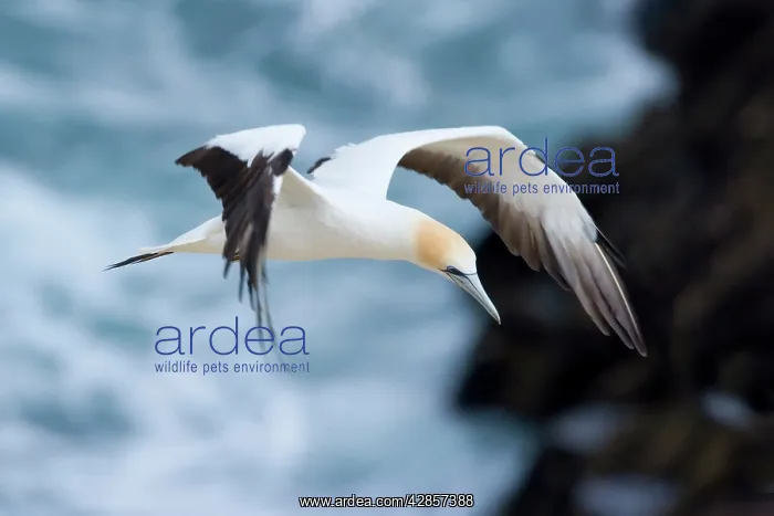 : Australasian Gannet - in flight soaring above the ocean : Australasian Gannet - in flight soaring above the ocean