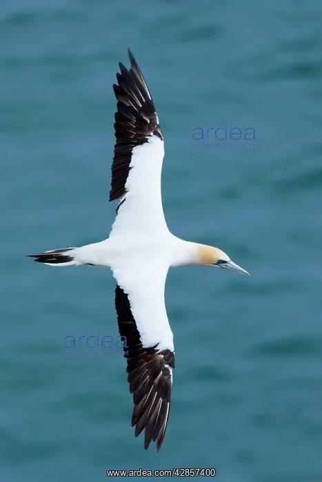 : Australasian Gannet - in flight soaring above the ocean : Australasian Gannet - in flight soaring above the ocean