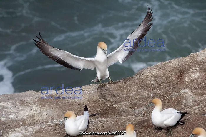 : Australasian Gannet - landing at the colony : Australasian Gannet - landing at the colony
