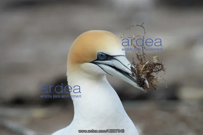 : Australasian Gannet ( Morus serrator ) : Australasian Gannet ( Morus serrator )