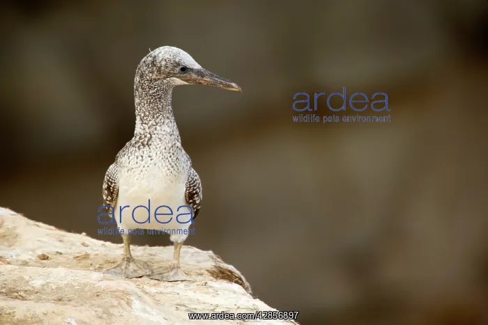: Australasian Gannet - nearly fully fledged chick : Australasian Gannet - nearly fully fledged chick