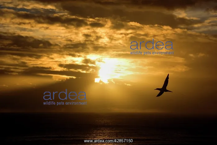 : Australasian Gannet - soaring above the ocean while : Australasian Gannet - soaring above the ocean while