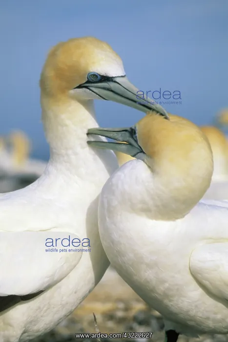 : Australasian Gannet, (Sula serrator), courting : Australasian Gannet, (Sula serrator), courting