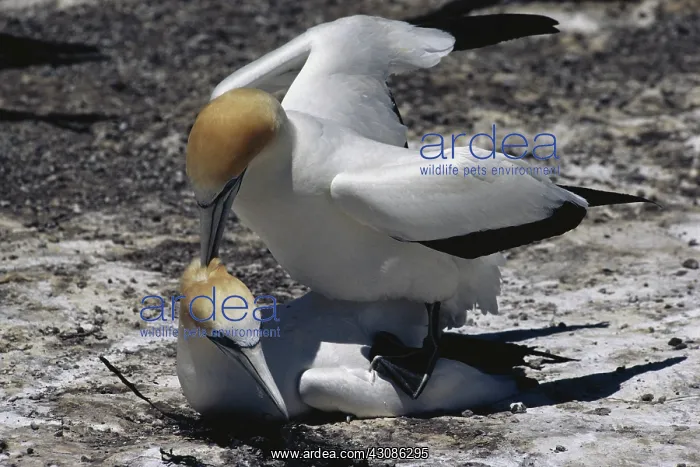 : Australasian Gannets : Australasian Gannets
