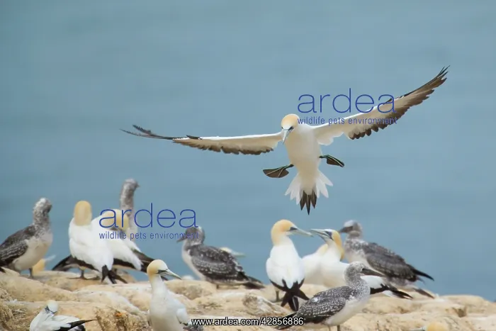 : Australasian Gannets - adult about to land amidst : Australasian Gannets - adult about to land amidst