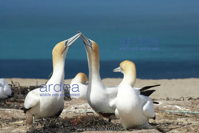 : Australasian Gannets ( Morus serrator ) : Australasian Gannets ( Morus serrator )