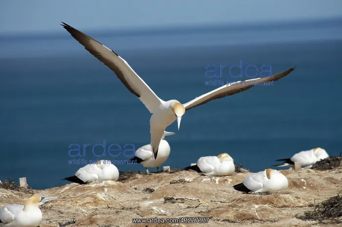 : Australasian Gannets ( Morus serrator ) : Australasian Gannets ( Morus serrator )