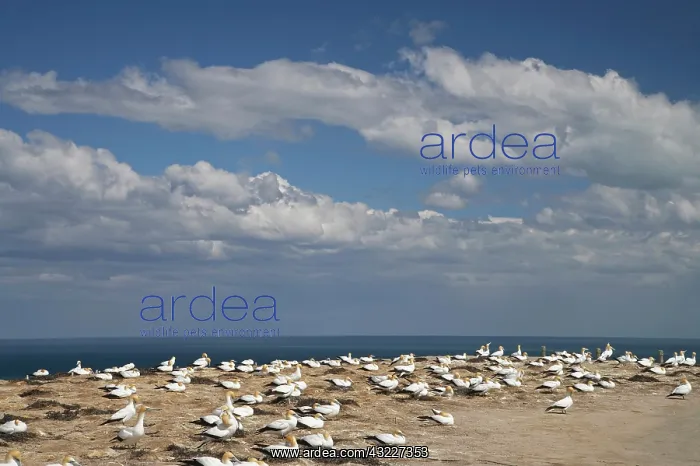  : Australasian Gannets ( Morus serrator )