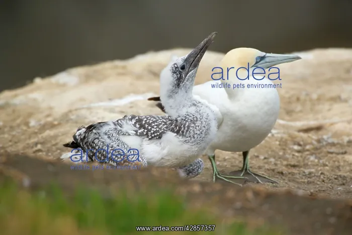: Australasian Gannets - nearly fully fledged chick : Australasian Gannets - nearly fully fledged chick