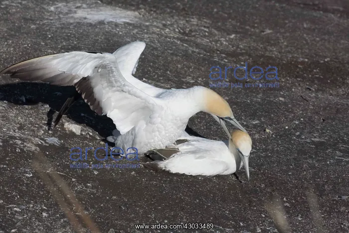 : Australasian Gannets - A pair mating - Muriwai Gannet : Australasian Gannets - A pair mating - Muriwai Gannet