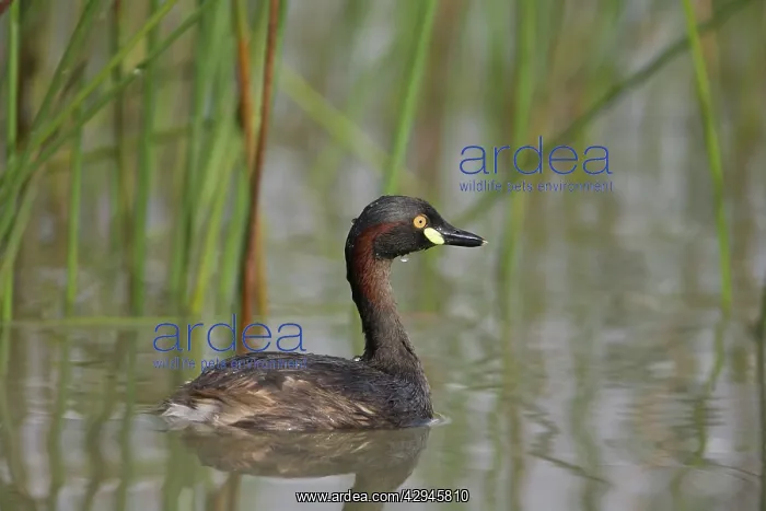 : Australasian Grebe : Australasian Grebe