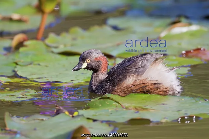  : Australasian Grebe