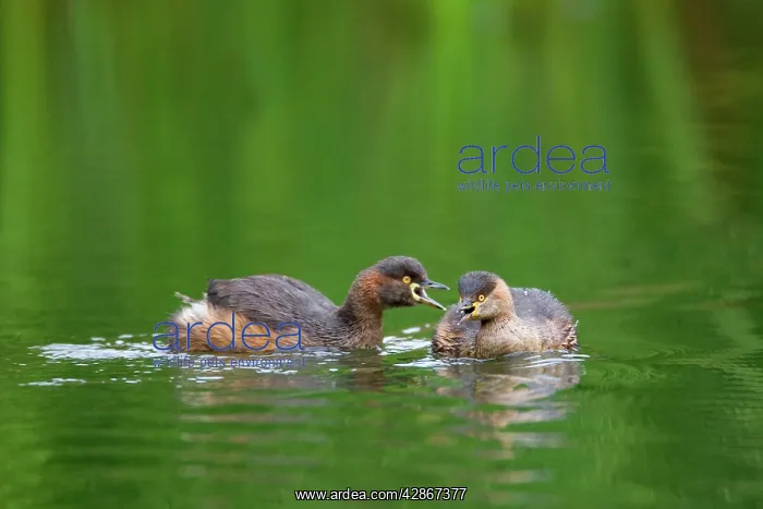 : Australasian Grebe - two adult Australasian Grebe : Australasian Grebe - two adult Australasian Grebe