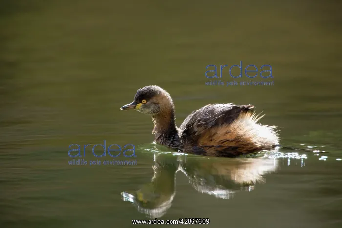 : Australasian Grebe - adult in breeding plumage : Australasian Grebe - adult in breeding plumage
