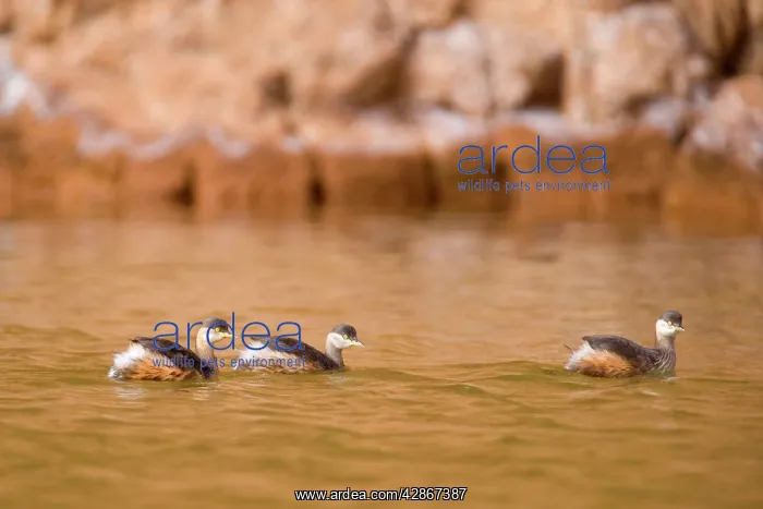: Australasian Grebe - three adults in breeding plumage : Australasian Grebe - three adults in breeding plumage