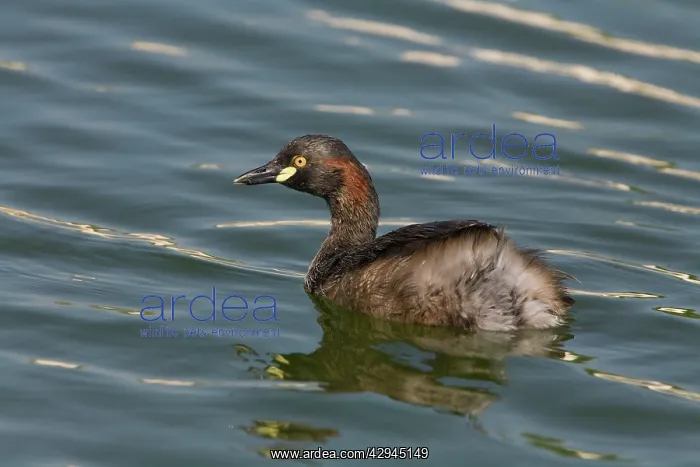 : Australasian Grebe - in breeding plumage : Australasian Grebe - in breeding plumage