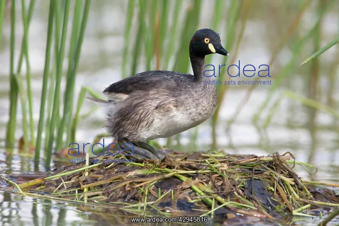 : Australasian Grebe on its nest : Australasian Grebe on its nest
