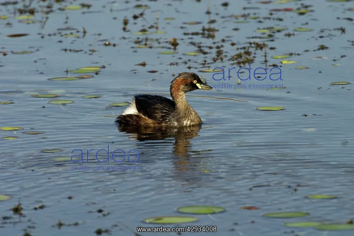 : Australasian Grebes : Australasian Grebes