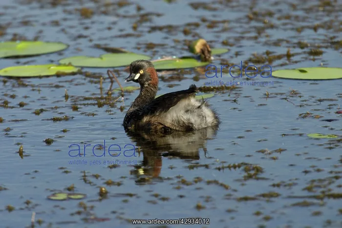 : Australasian Grebes : Australasian Grebes
