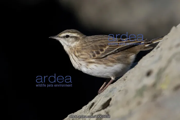 : Australasian / New Zealand Pipit : Australasian / New Zealand Pipit