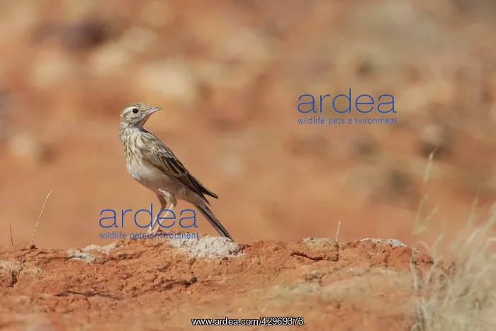 : Australasian Pipit : Australasian Pipit