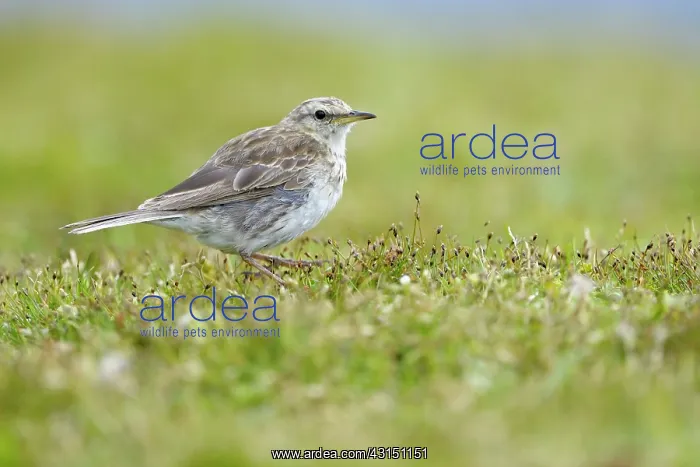 : Australasian Pipit : Australasian Pipit