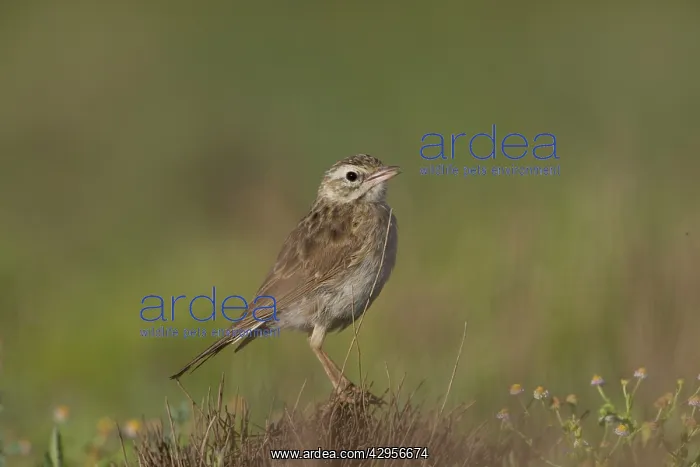 : Australasian Pipit - 50km north of Ti Tree : Australasian Pipit - 50km north of Ti Tree