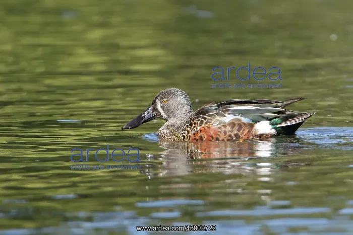  : Australasian Shoveler