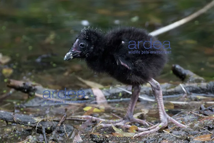: Australasian Swamphen - Pukeko - Standing at the : Australasian Swamphen - Pukeko - Standing at the
