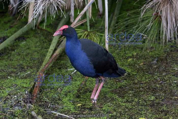 : Australasian Swamphen - Pukeko - Standing at the : Australasian Swamphen - Pukeko - Standing at the