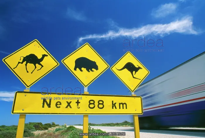 : Australia. Road sign Nullarbor Highway, Camel, Wombat, Kangaroo : Australia. Road sign Nullarbor Highway, Camel, Wombat, Kangaroo