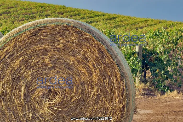 : Australia, Barossa Valley. Large rolls of : Australia, Barossa Valley. Large rolls of