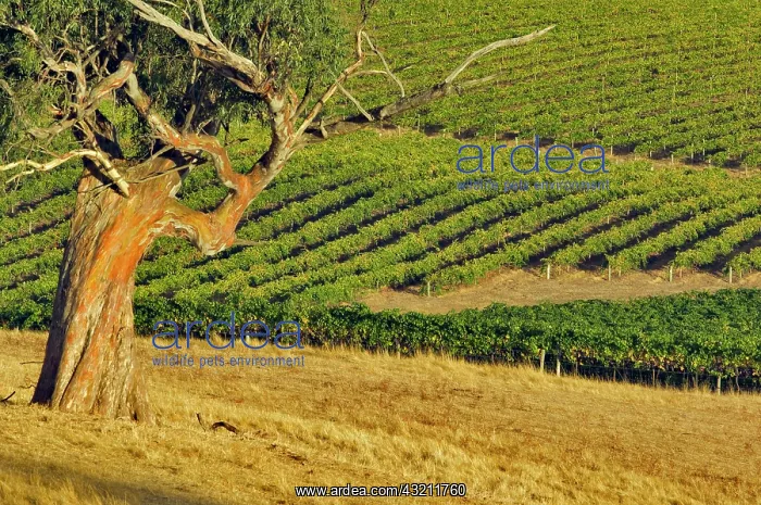 : Australia, Barossa Valley. Mountadam vineyard : Australia, Barossa Valley. Mountadam vineyard