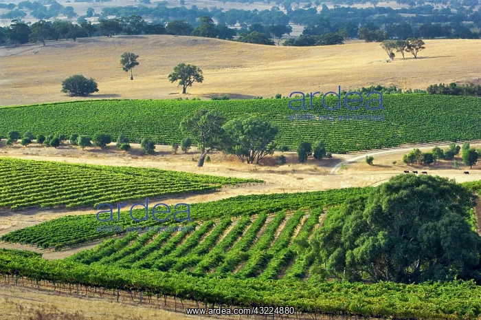 : Australia, Barossa Valley. Mountadam vineyard : Australia, Barossa Valley. Mountadam vineyard
