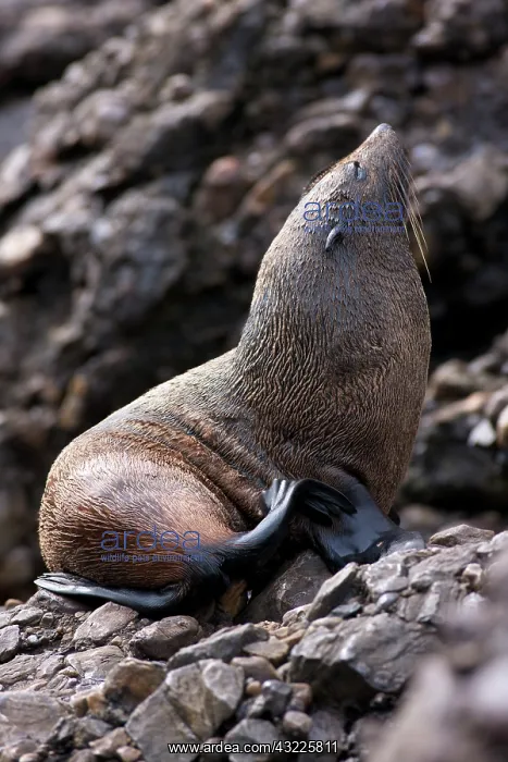 : Australia, Bass Strait. New Zealand Fur : Australia, Bass Strait. New Zealand Fur