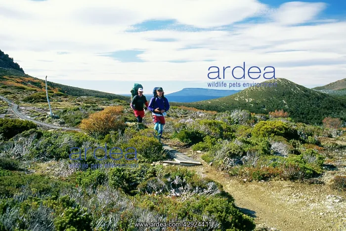: Australia - Bush walking on the overland track : Australia - Bush walking on the overland track